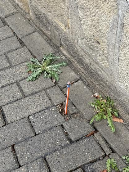 Gehweg aus Betonsteinen. Zwischen den Steinen wächst ein Löwenzahn direkt daneben kommt ein Glasfaserkabel aus dem Boden.