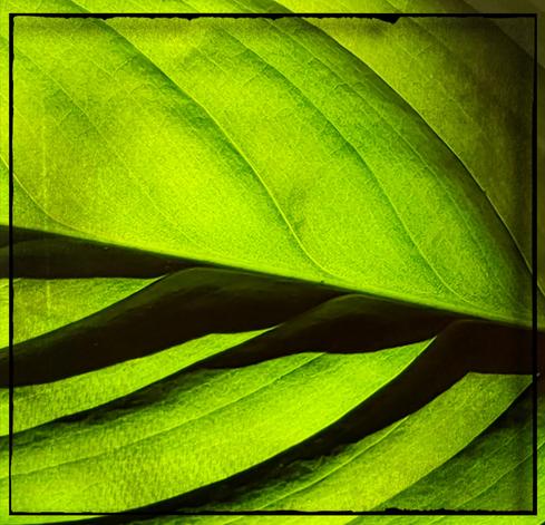 Feuille verte en gros plan à travers laquelle fuse la lumière du soleil