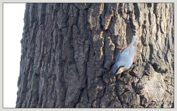 Ein Vogel klettert an der Rinde eines Baumes herunter. Die Baumrinde weist eine strukturierte Oberfläche auf, während der Vogel einen blaugrauen Körper mit orange-braunen Akzenten hat. Der Hintergrund ist hell und suggeriert Tageslicht.

A bird is climbing down the bark of a tree. The tree bark shows a textured surface, while the bird has a blue-grey body with orange-brown accents. The background is bright, suggesting daylight.