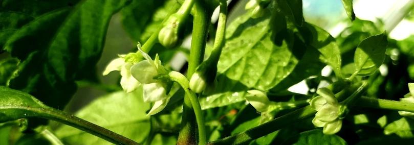 Close-up shot of a habanero chili plant with rich green leaves and tiny white flowers blooming.