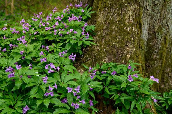 On the right side of the photo you can see a large trunk of an old alder. On the left, a wild plant creeping along the ground and emerging from the trunk. This plant is Dentaria glandulosa (Cardamine glanduligera). PL: Żywiec gruczołowaty. A typical forest plant, especially in beech forests. Dentaria glandulosa forms characteristic green carpets in early spring, when many other plants have not yet developed leaves. It is a plant with beautiful purple flowers and palmate-trifoliate leaves, found in the Carpathian Mountains and Subcarpathian region, as well as lower down, but adjacent to the mountains. I found this particular one about 50 km south of Cracow, on the edge of a beech forest, close to a small forest stream.