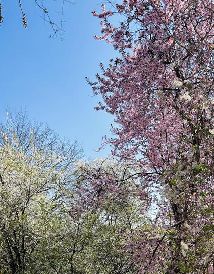 Foto: Kirschbäume mit weißen und rosa Blüten, dahinter ist der blaue Himmel