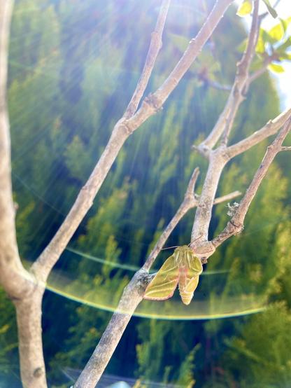 Pseudoips prasinana hanging from the stick