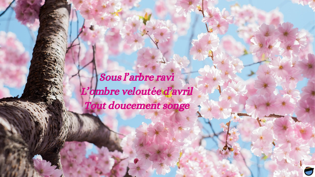 On se trouve au pied d’un cerisier, près du tronc, et la photo nous fait lever la tête pour admirer les nombreuses branches en pleine floraison.
Un haïku est écrit en rose parmi les fleurs d'un rose plus pâles : 
Sous l’arbre ravi
L’ombre veloutée d’avril
Tout doucement songe