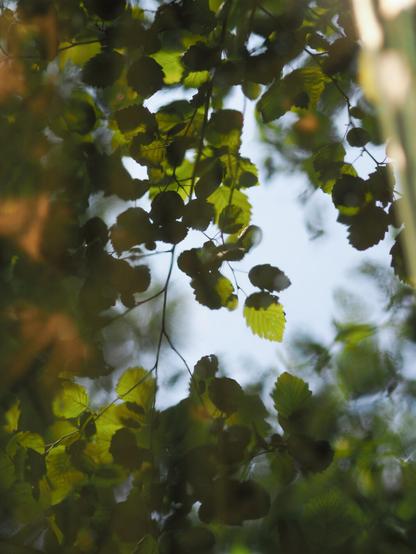 Picture of a water surface reflecting tree branch above the water. Picture is mostly green shades of the leaves, but there are some areas that show blue sky.