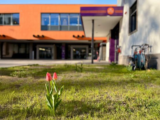 Tulpen blühen vor dem studierendenWERK