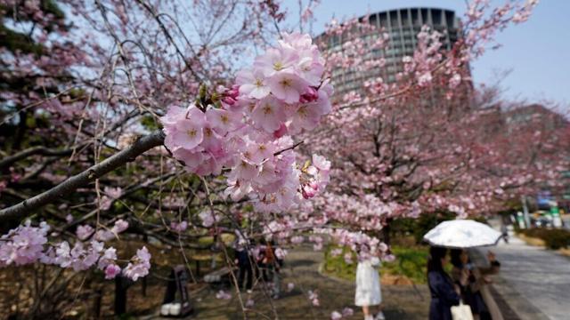 Cherry Blossoms, a bucket list item for tourists in Japan, are now blooming in glory in India