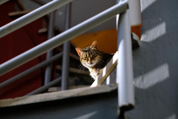Photo of a tabby cat sitting in a sunny spot on a set of stairs. The cat looks at the camera with a satisfied expression.