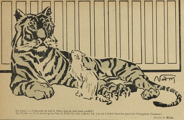 This image shows a drawing, black on yellowish paper. It shows a tiger, lying on the ground - in a cage? - with a white cat sitting in front of him, looking up to him.

Below them, it says, in French: "The Cat. - How is it, brother, that you've profited so much? The Tiger. - Because instead of drinking milk, like you, I had to drink Cusenier Oxygen every day!"

This sketch was published in "Le Sourire" on the 02.01.1909, p. 10.