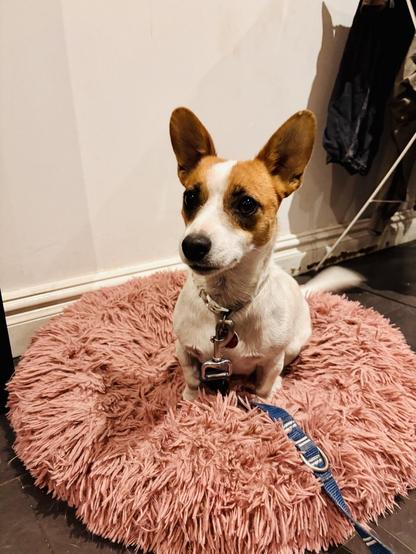 Harry the Jack Russell sitting on a pink fluffy dog bed with a look of great interest on his face at something to the left of camera, ears perked up and paying attention.