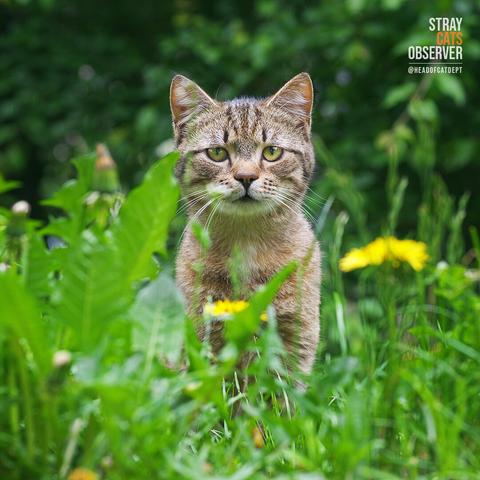 Tabby kitten stands upright in tall grass