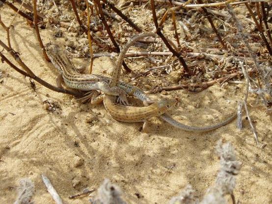 A picture of Acanthodactylus schreiberi