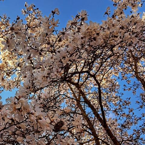 Foto van een bloeidende magnoliaboom tegen een blauwe hemel | Picture of a blooming magnolia tree against a blue sky