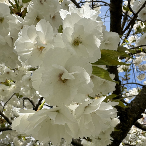 Fleur blanche d'un pommier japonais