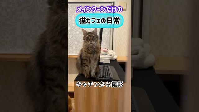 メインクーンだけの【猫カフェの日常】#cooncat #mainecat #cat#もふ