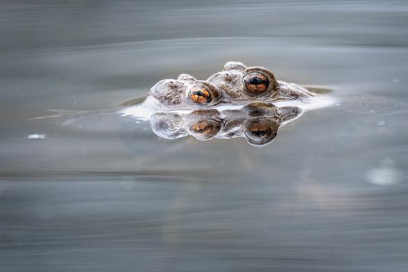 Common toad