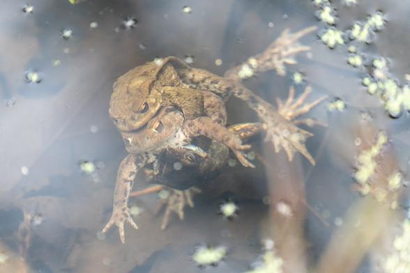 Common toad