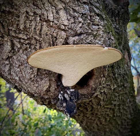 Underside of a tree that’s leaning over and out of a knot hole there’s a light tan (underside) mushroom with a darker tan top/rim that looks like the USS Enterprise (NCC-1701)