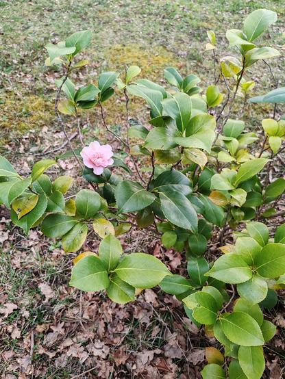 Picture of a small camelia shrub carrying a single pink flower. The ground around the bush comprises dead oak leaves, moss and the odd leaf of grass.
