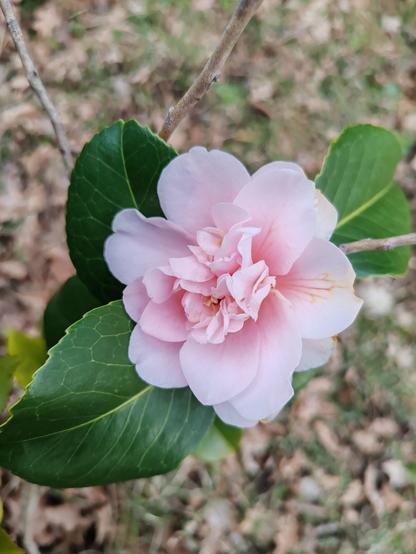 Close up of a single camelia flower with pink petals. A few dark green leaves stick out in opposite directions from behind the flower. The blurred background shows dead leaves interspersed with a few grass leaves.