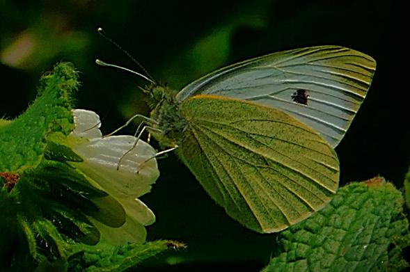 A green veined white butterfly rests on a white flower head between Kettlewell Lane and the river Gaywood,