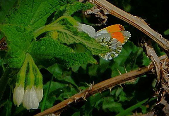 An orange tip in the vicinity of white flowers, between Kettlewell Lane and the Gaywood river.