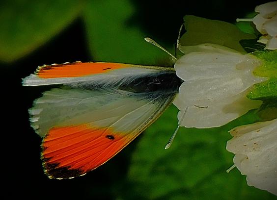 A closer up shot of the orange tip, this time with its head inside a white flower head.