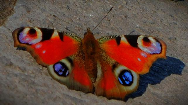 A European peacock butterfly in the sun in the car park of Morrison's supermarket, King's Lynn branch (there is greenery at the edge of this carpark - it is not quite as bizarre a location for a butterfly as it might be).