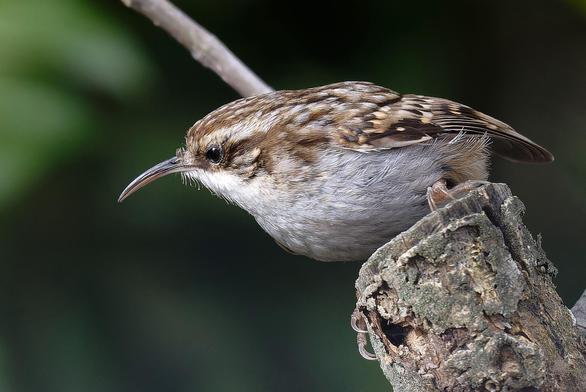 Un raspinell, un petit ocells amb el bec corbat que podem veure pujar i baixar pels troncs cercant petits insectes sota l'escorça.