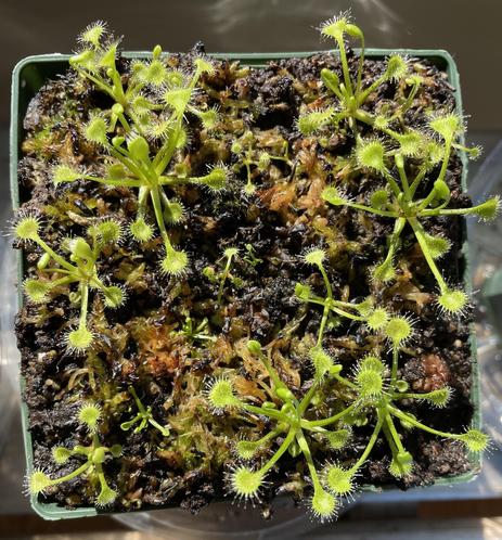 A green pot filled with small, vibrant sundew plants. The plants feature long, slender stems with rounded leaves covered in sticky, glandular hairs that catch sunlight. The soil appears dark and rich, indicating a healthy growing environment.