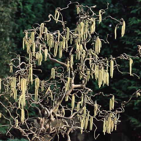 section of a gnarly corkscrew hazel tree with catkins dripping from its branches.