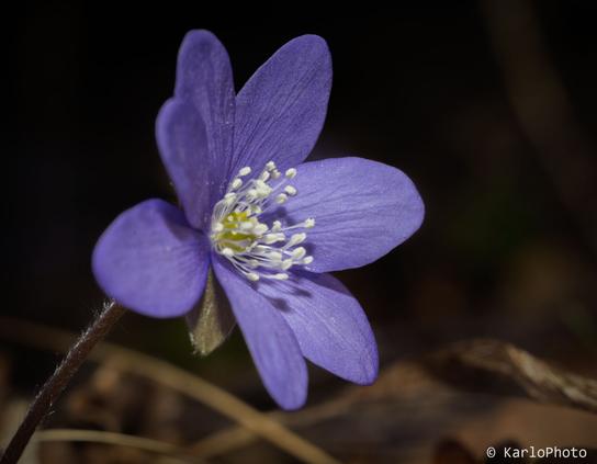 Macro image of a small blue flower.