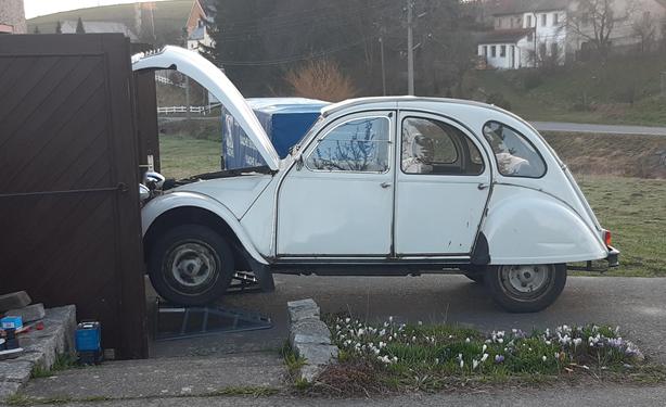 Eine Ente mit geöffnetem Schnabel.