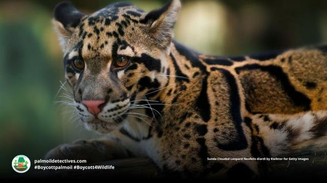 Sunda Clouded Leopard Neofelis diardi 