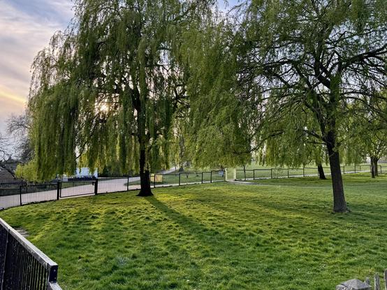 A spring day in the local park, very green.