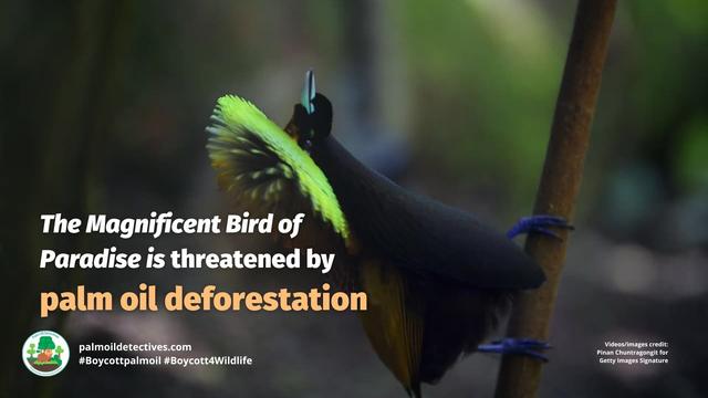 The dazzling Magnificent Bird-of-Paradise 🌈💫 earn their name from male birds’ mating dances for females 🥁🎷🕊️ Help them to survive #palmoil and #mining #deforestation in #WestPapua and #NewGuinea and #BoycottPalmOil #Boycott4Wildlife @palmoildetect https://palmoildetectives.com/2024/05/26/magnificent-bird-of-paradise-cicinnurus-magnificus/?utm_source=mastodon&utm_medium=Palm+Oil+Detectives&utm_campaign=publer