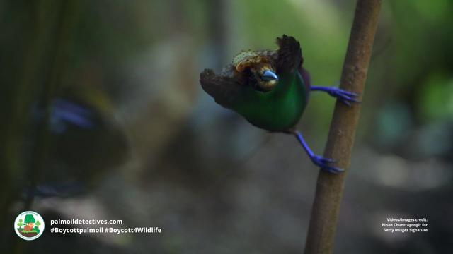 The dazzling Magnificent Bird-of-Paradise 🌈💫 earn their name from male birds’ mating dances for females 🥁🎷🕊️ Help them to survive #palmoil and #mining #deforestation in #WestPapua and #NewGuinea and #BoycottPalmOil #Boycott4Wildlife @palmoildetect https://palmoildetectives.com/2024/05/26/magnificent-bird-of-paradise-cicinnurus-magnificus/?utm_source=mastodon&utm_medium=Palm+Oil+Detectives&utm_campaign=publer