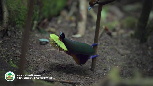 The dazzling Magnificent Bird-of-Paradise 🌈💫 earn their name from male birds’ mating dances for females 🥁🎷🕊️ Help them to survive #palmoil and #mining #deforestation in #WestPapua and #NewGuinea and #BoycottPalmOil #Boycott4Wildlife @palmoildetect https://palmoildetectives.com/2024/05/26/magnificent-bird-of-paradise-cicinnurus-magnificus/?utm_source=mastodon&utm_medium=Palm+Oil+Detectives&utm_campaign=publer