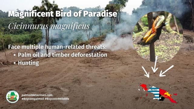 The dazzling Magnificent Bird-of-Paradise 🌈💫 earn their name from male birds’ mating dances for females 🥁🎷🕊️ Help them to survive #palmoil and #mining #deforestation in #WestPapua and #NewGuinea and #BoycottPalmOil #Boycott4Wildlife @palmoildetect https://palmoildetectives.com/2024/05/26/magnificent-bird-of-paradise-cicinnurus-magnificus/?utm_source=mastodon&utm_medium=Palm+Oil+Detectives&utm_campaign=publer