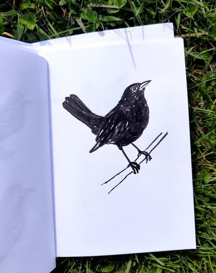 Croquis noir et blanc d'un merle noir