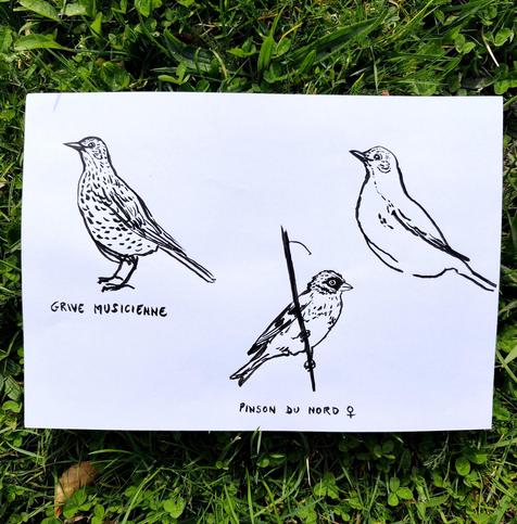 Croquis noir et blanc d'une grive musicienne et d'une pinson du nord (pinsonne)