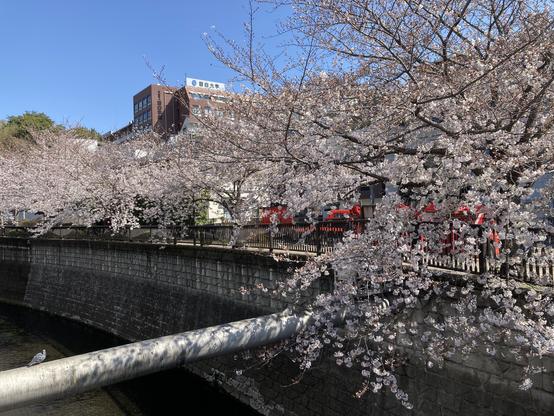 A row of cherry trees along a canal. Pale-pink cherry blossom blooming against the background of bright blue sky. A grey pigeon is perching on a clay pipe across the canal.