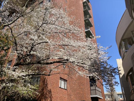 Looking up a thin and tall cherry tree with its pale-pink flowers. Just behind the tree is a red-brick building. Bright blue sky can be seen between two tall buildings.