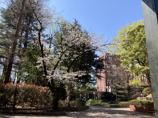 A thin, and mid-height cherry tree with some whitish-pink flowers, against the background of other trees (dark green, bright light green), red-brick building and the bright blue sky.