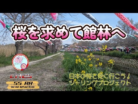 日本一暑い街の桜は？ 【日本の桜を見に行こう！ツーリングプロジェクト２０２５】#群馬ツーリング  #モトブログ  #ハンターカブ  #リターンライダー #桜プロジェクト