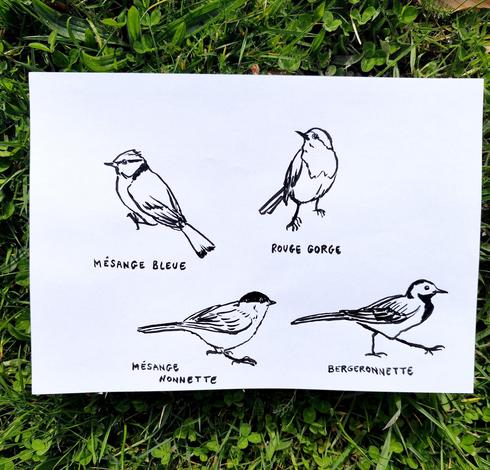 Croquis noir et.blanc de mésange bleue, rouge gorge, nonnette et bergeronnette (sur une feuille A4 basique photographiée sur fond d'herbe)