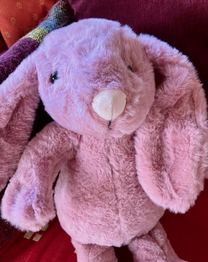 Hasi in echt, auf dem heimischen Sofa. Noch ein bisschen müde und gleichzeitig aufgeregt, blinzelt es in die Kamera. Und wünscht sich einen Namen.