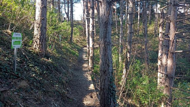 Weg durch Bäume