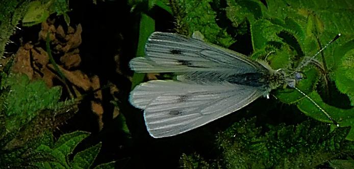 A Large White butterfly among the greenery alongside Bawsey Drain, photographed 10-15 minutes ago.