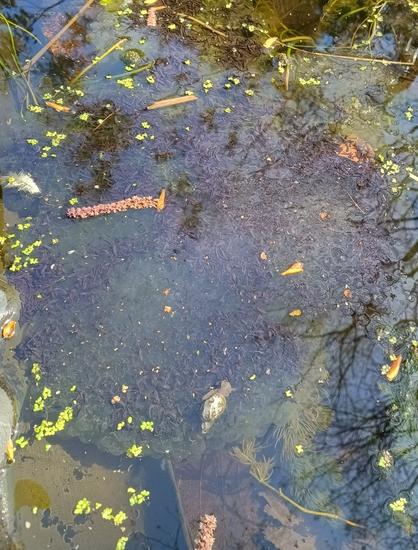 Hundreds of tiny tadpoles can be seen at the surface of the pond.
Due to natural predation only a small proportion of them will emerge weeks later as froglets.
